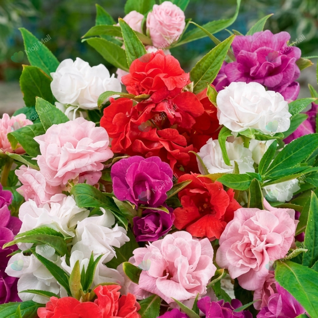 Balsam Bush (Double Mix) – 35+ Seeds-Moji Mall