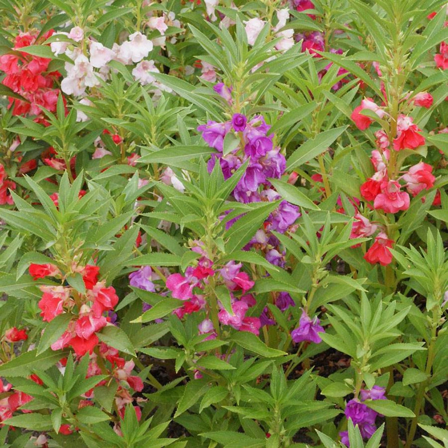 Balsam Bush - Mixed - Seeds