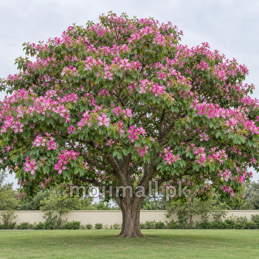 Kachnar (کچنار) – 20+ Tree Seeds
