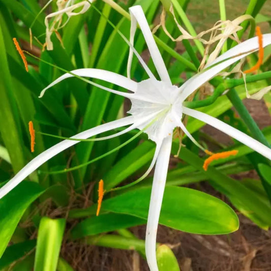 White flowering lily bulb surrounded by lush green foliage