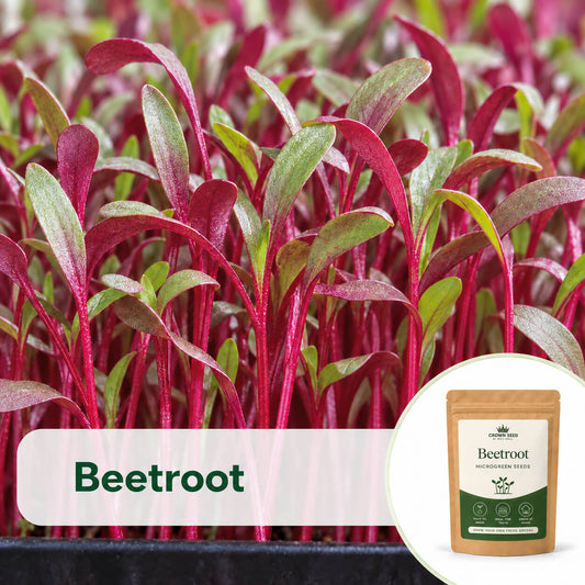 Beetroot: Microgreens Seeds