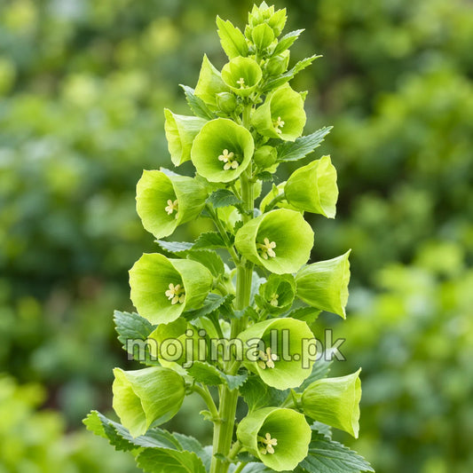 Tall stem with lime-green bells and tiny white flowers, illustrating Moji Mall’s Bells of Ireland seeds in Pakistan
