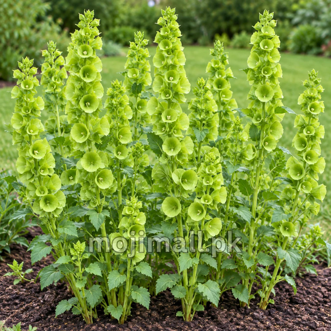 Leafy clump of tall green flower spikes, illustrating Moji Mall’s Bells of Ireland seeds in Pakistan