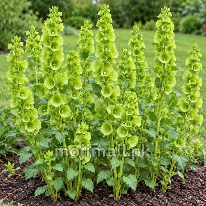 Leafy clump of tall green flower spikes, illustrating Moji Mall’s Bells of Ireland seeds in Pakistan