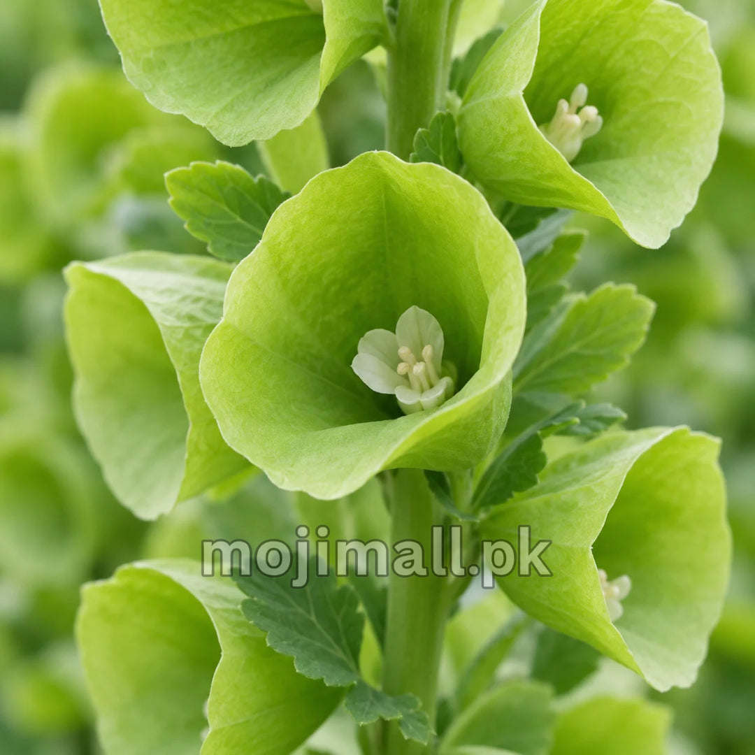 Moji Mall’s Bells of Ireland seeds in Pakistan, illustrated with a tiny white flower inside a green bell-shaped cup