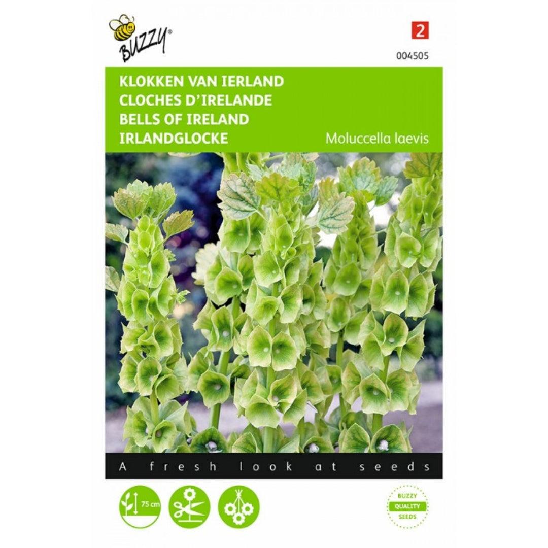 Bells of Ireland – Buzzy Seeds (Imported - Limited Stock)