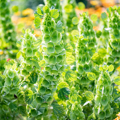 Bells of ireland – 20+ Seeds