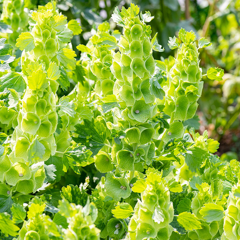 Bells of ireland – 20+ Seeds