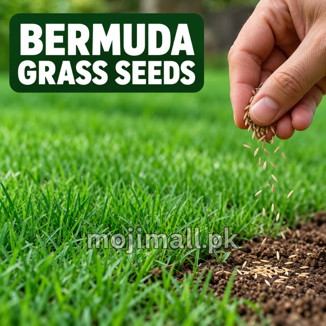 Bermuda Grass Seeds