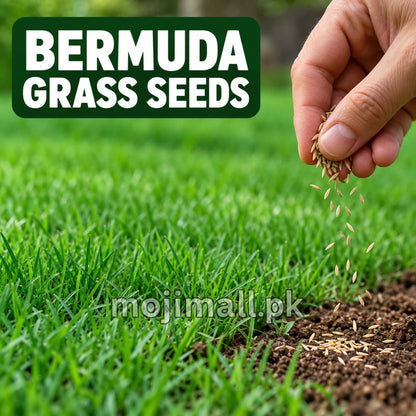 Bermuda Grass Seeds