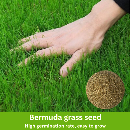 Bermuda Grass - Hybrid Seeds