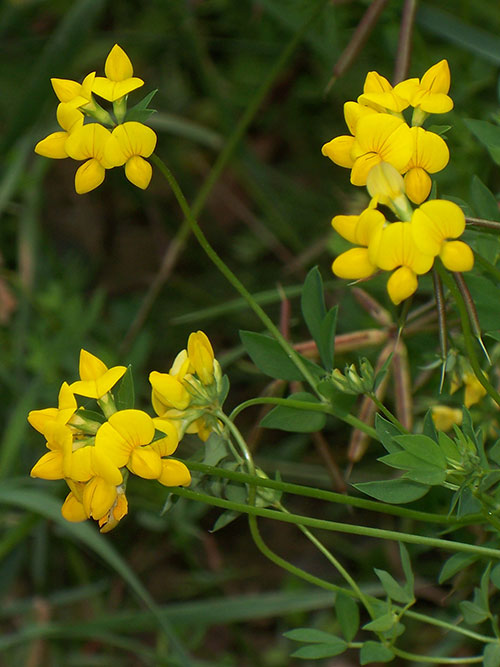 Bird's-foot trefoil (Golden Lotus) - 150+ Seeds