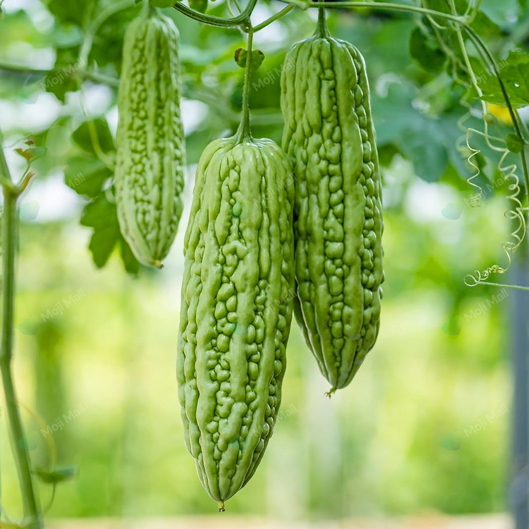 Desi Bitter Gourd (Karela) from Pakistan, grown from premium seeds at Mojimall, offering a bitter yet nutritious vegetable for your meals.