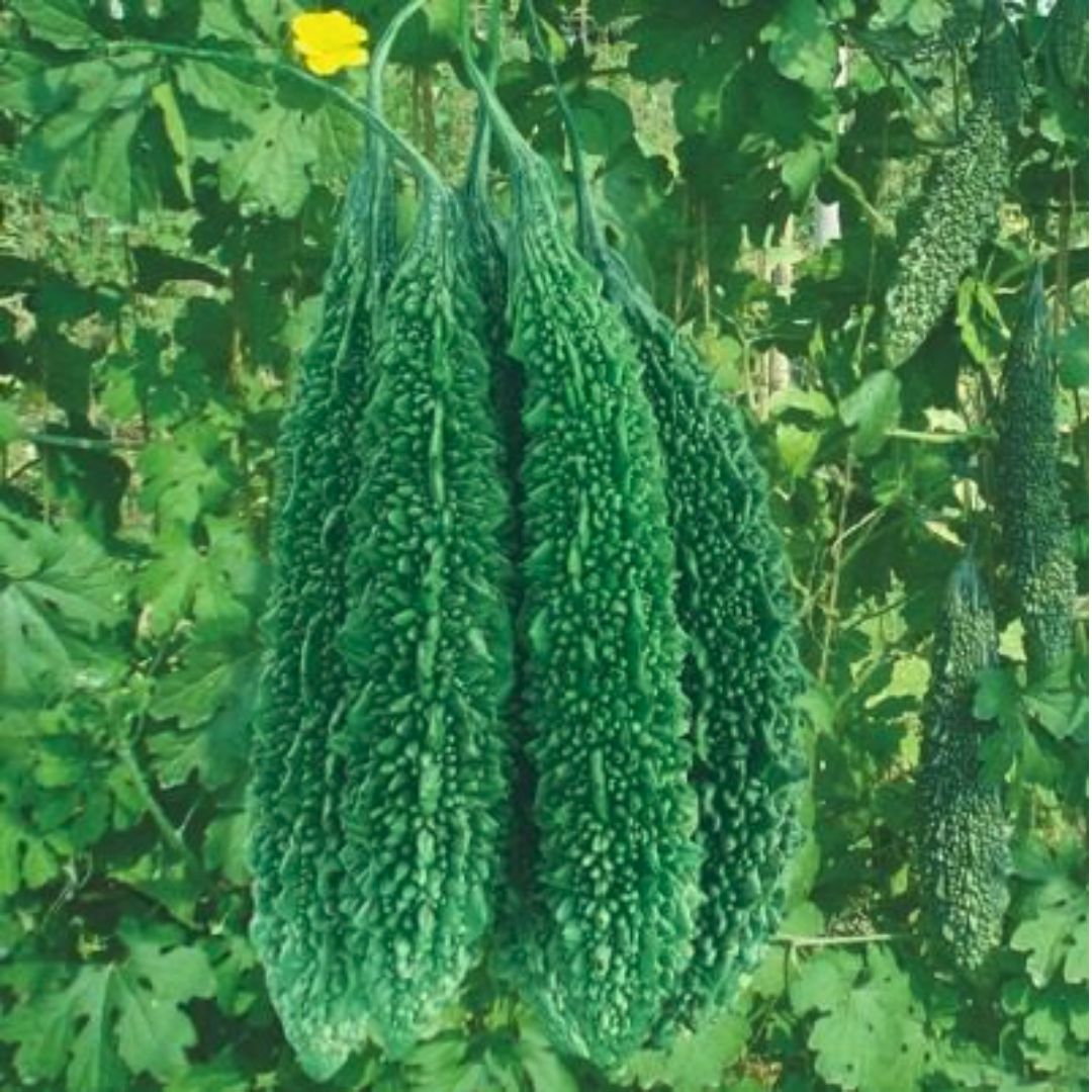 Bitter Gourd Hybrid on the plant, grown from premium hybrid seeds from Mojimall, producing vibrant green gourds packed with nutrients.