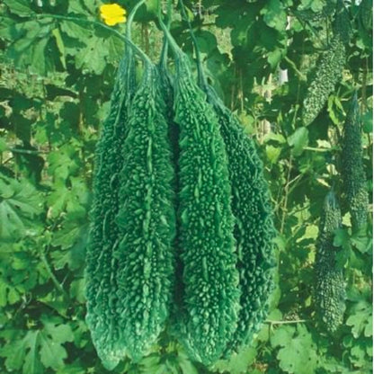 Bitter Gourd Hybrid on the plant, grown from premium hybrid seeds from Mojimall, producing vibrant green gourds packed with nutrients.