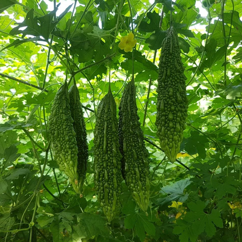 Fresh Bitter Gourd Hybrid vegetables, grown from high-quality hybrid seeds at Mojimall, offering a crisp texture and bitter flavor perfect for healthy meals.