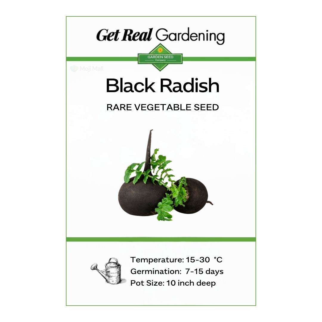Radish (Black) 40+ Seeds