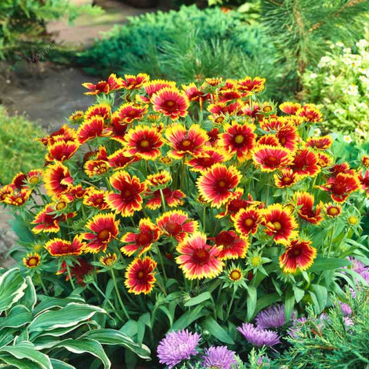Gaillardia Aristata (Blanket Flower) – Mix – 40+ Seeds