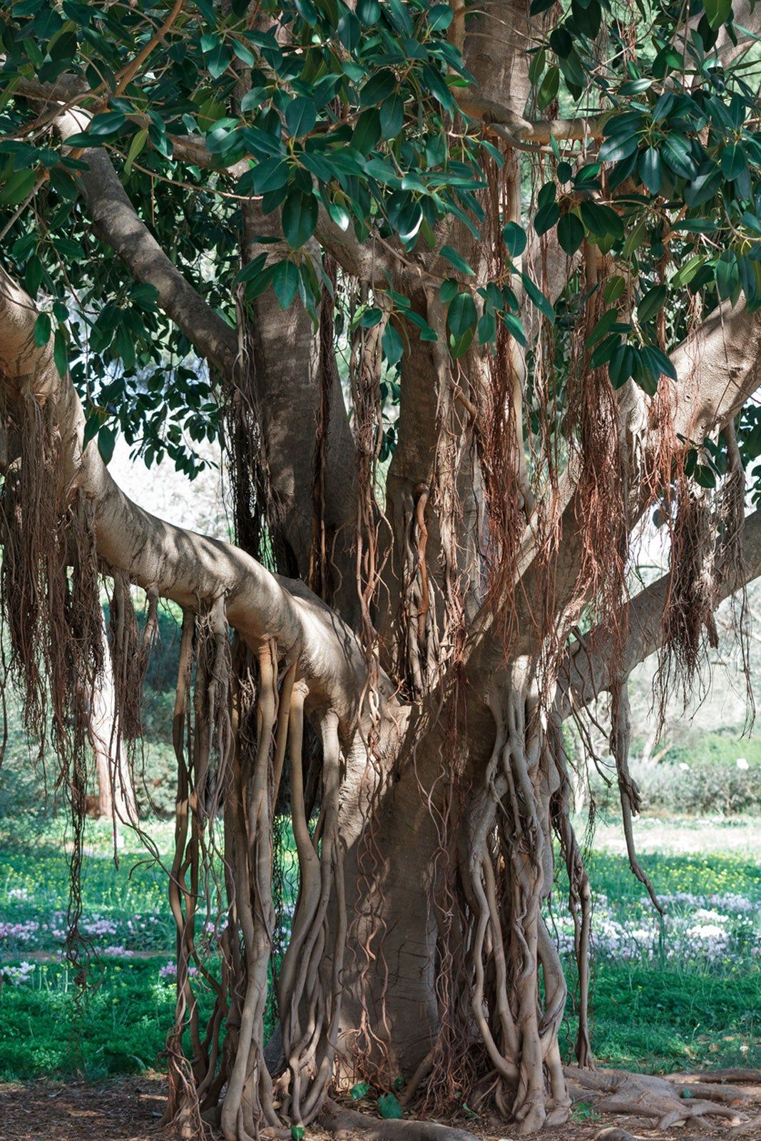 Banyan fig (Bod, Bargad, بوڈ) - Tree Seeds