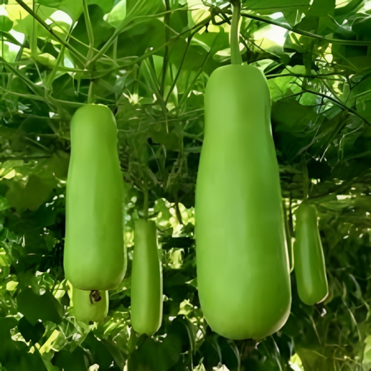 Bottle Gourd Seeds