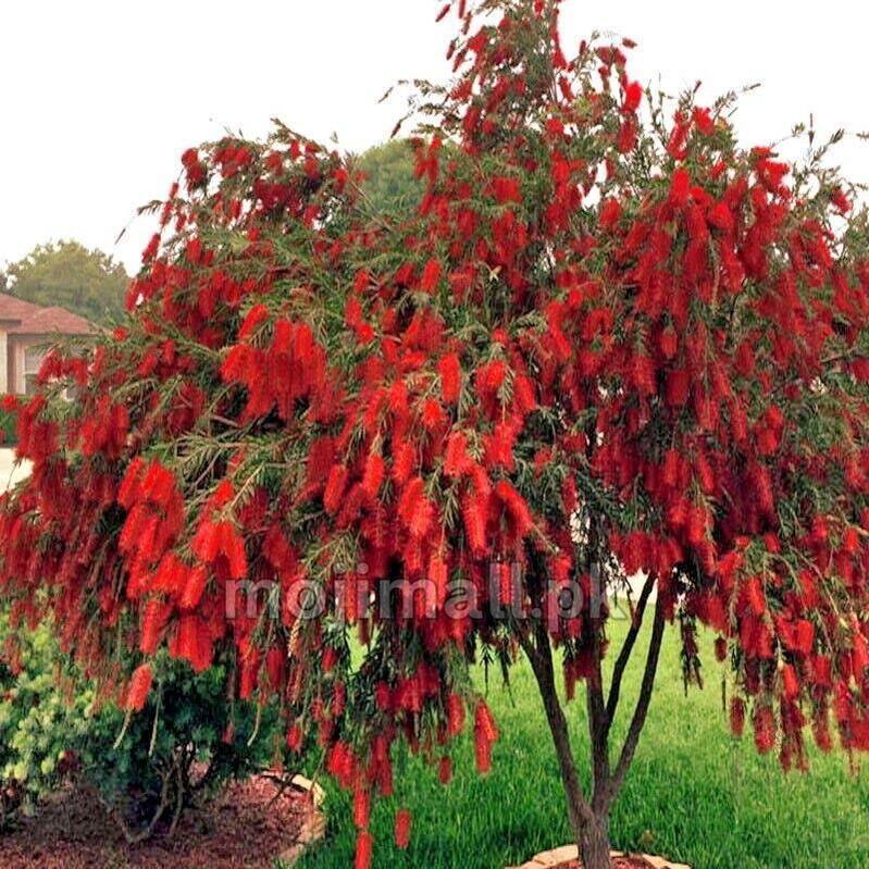 Bomshell Tree Tree Seeds in Pakistan | Flowering & Shade Trees | Moji Mall