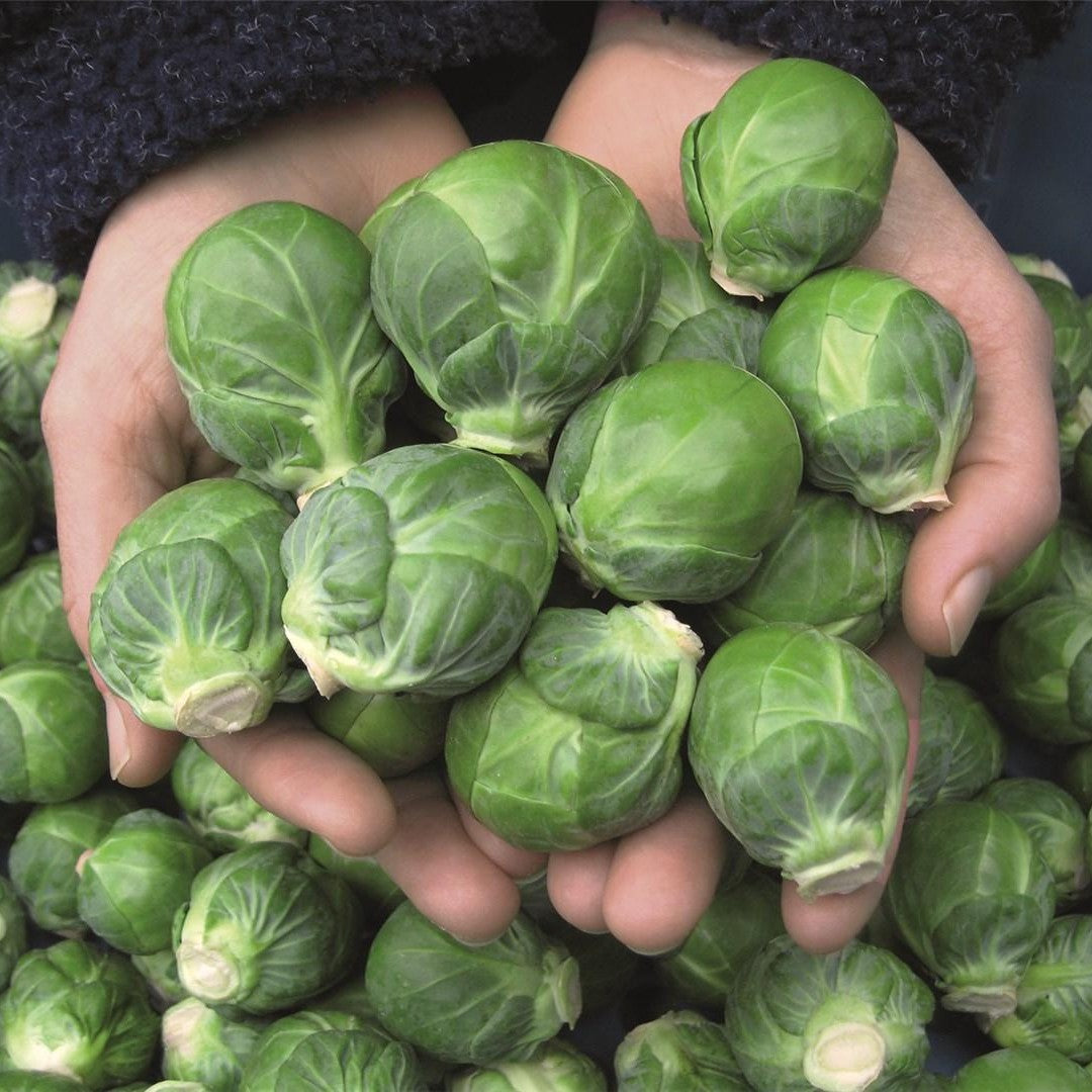 Brussels Sprouts – 30+ Seeds