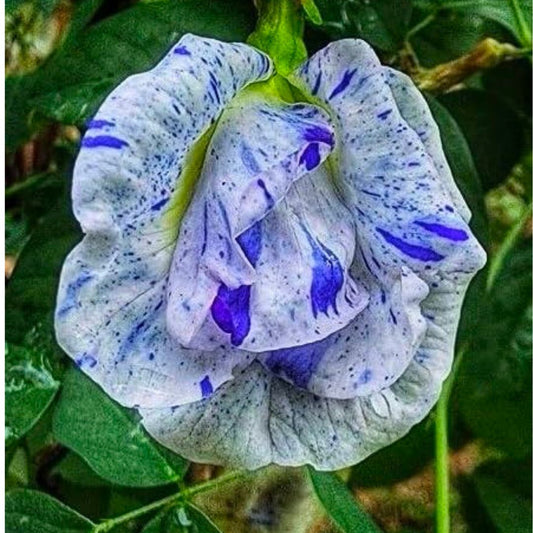 Butterfly Pea (Double Blue and white) Creeper – 5 Seeds