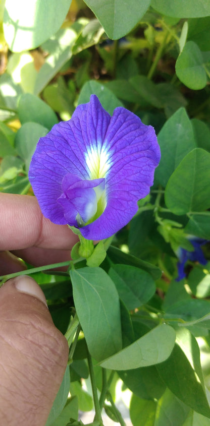 butterfly blue flower held by a hand with green leaves in the background