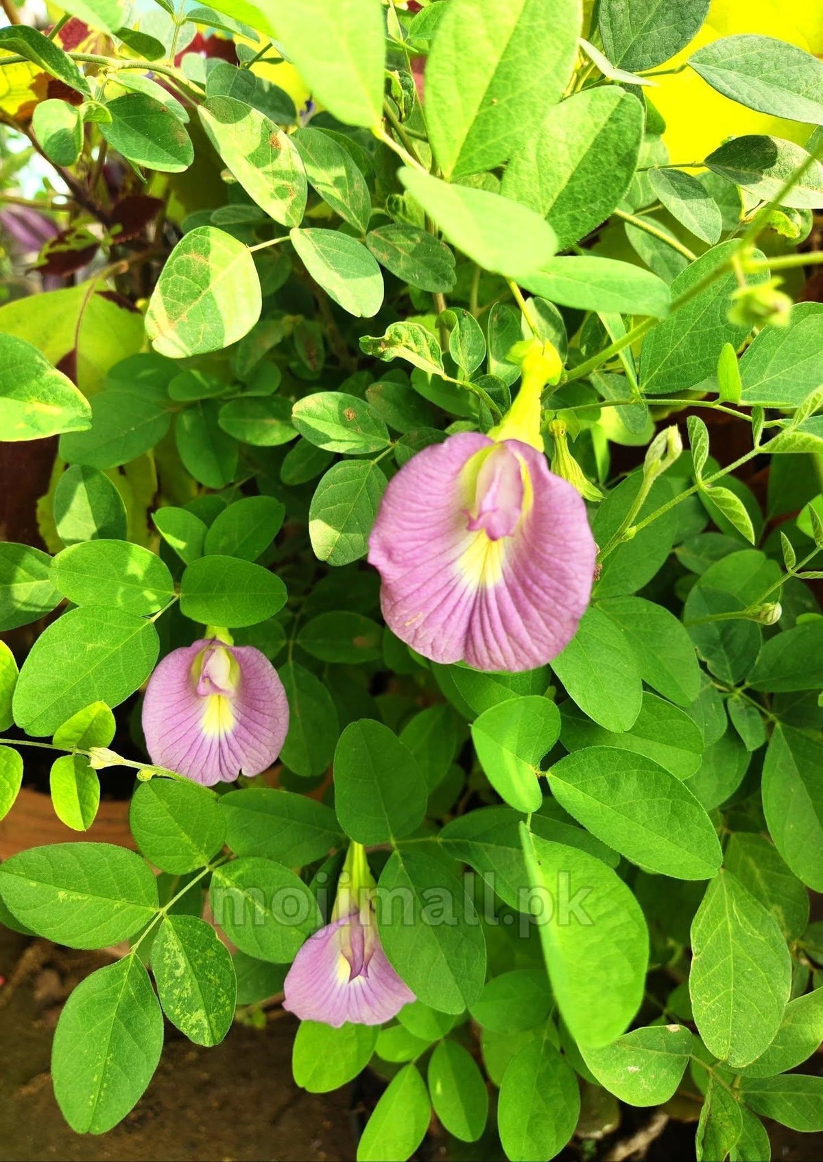 Single pink blooms among leafy vines illustrate Pink Butterfly Pea seeds in Moji Mall’s Pakistan listing