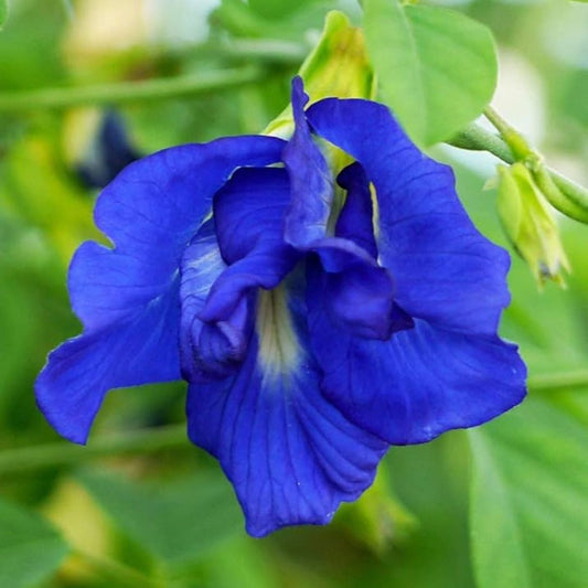 Butterfly Pea (Double Blue) Creeper – 5 Seeds