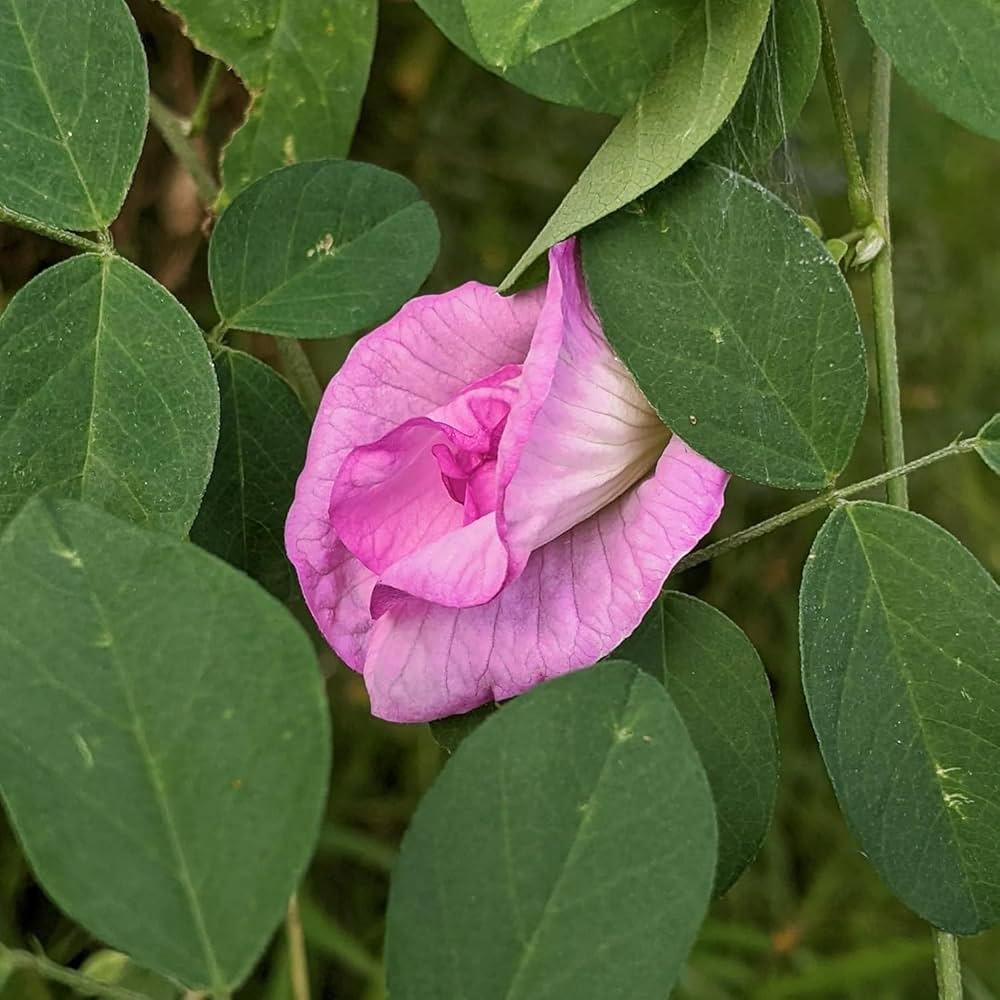Layered pink bloom beside oval leaves illustrates Moji Mall’s Double Pink Butterfly Pea seeds in Pakistan