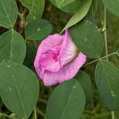 Layered pink bloom beside oval leaves illustrates Moji Mall’s Double Pink Butterfly Pea seeds in Pakistan