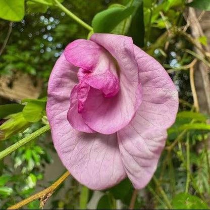 Pink flower with green leaves in the background