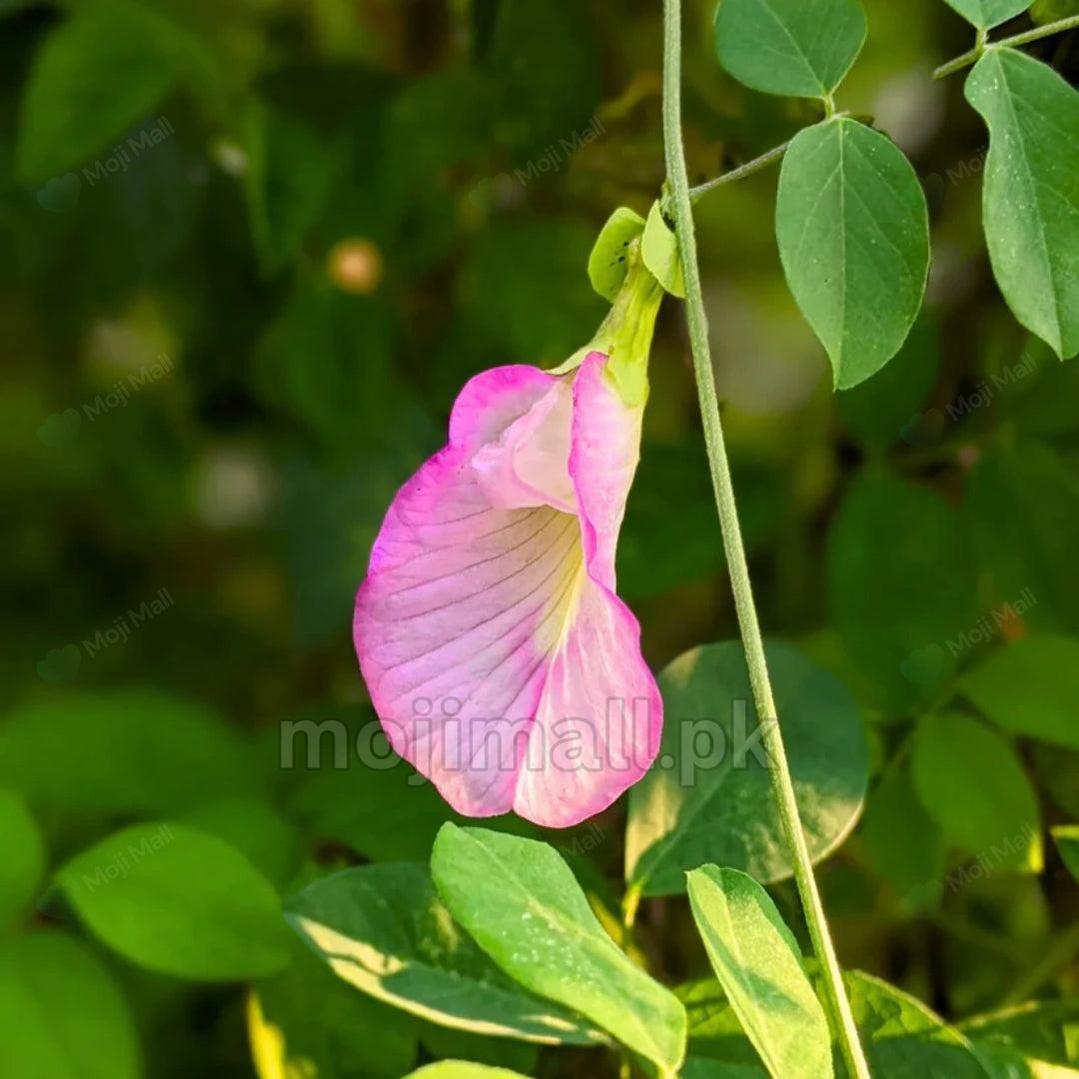 Pink flower with a pale throat and green leaves illustrates Moji Mall’s Pink Butterfly Pea seeds in Pakistan