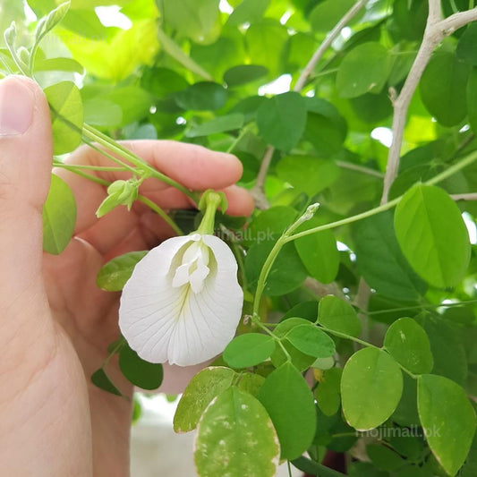 White Butterfly Pea vine with delicate white flowers growing over a garden support in Pakistan by Moji Mall.
