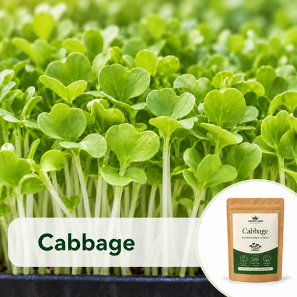 Moji Mall’s cabbage microgreen seeds in Pakistan, pictured with rounded green seedlings and a Crown Seed pouch
