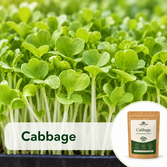 Cabbage: Microgreens Seeds