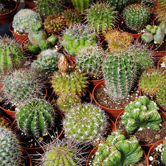 Cactus - Seeds