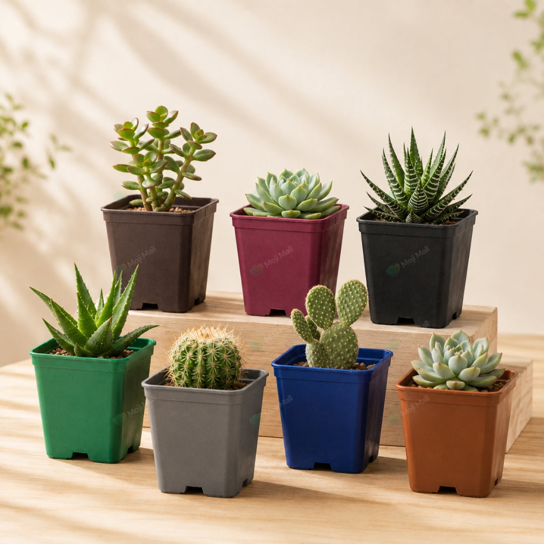 Cactus & Succulent – Square Pots (3x4 inch)