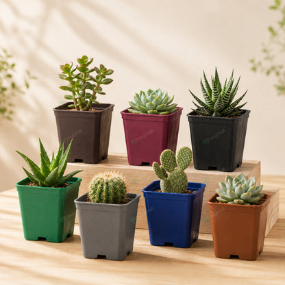 Cactus & Succulent – Square Pots (3x4 inch)