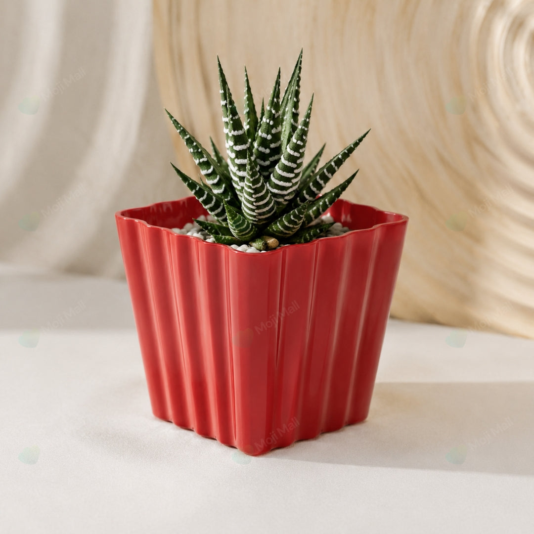 Cactus & Succulent – Pots (4x4 inch)