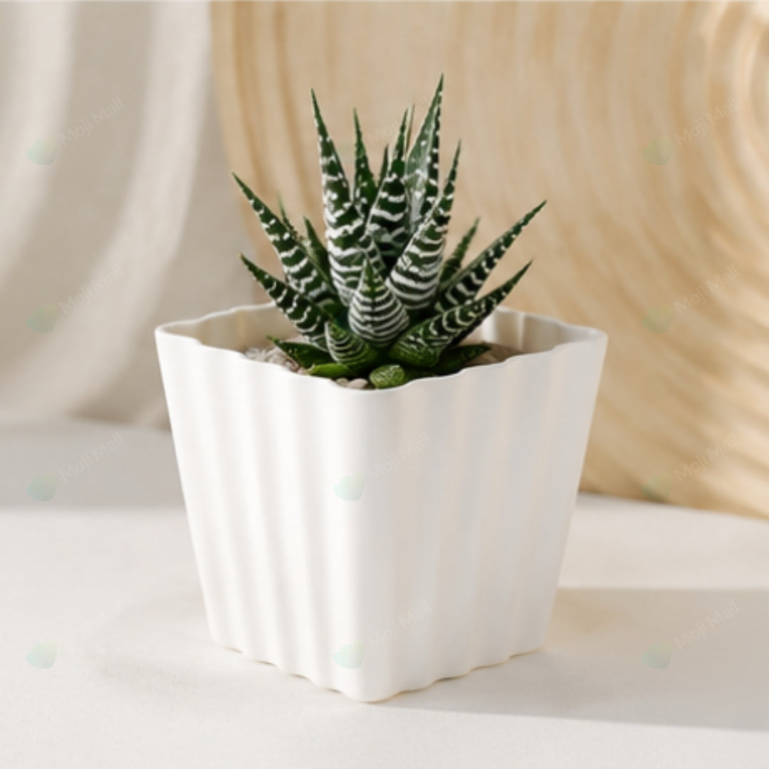 Cactus & Succulent – Pots (4x4 inch)