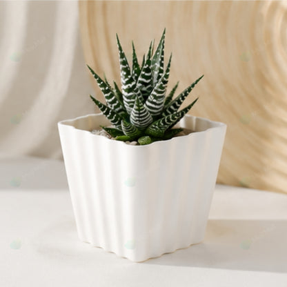 Cactus & Succulent – Pots (4x4 inch)