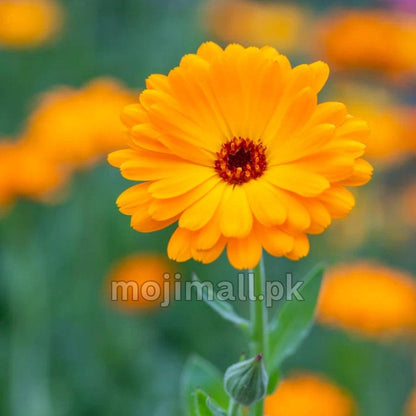 Calendula (گل اشرفی) – 25+ Seeds