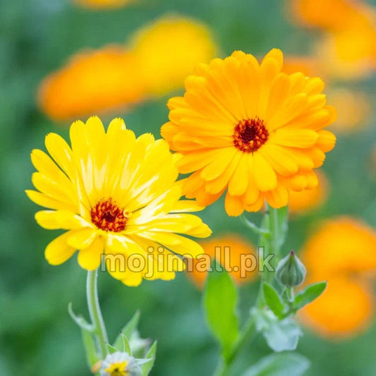 Calendula (گل اشرفی) – 30+ Seeds