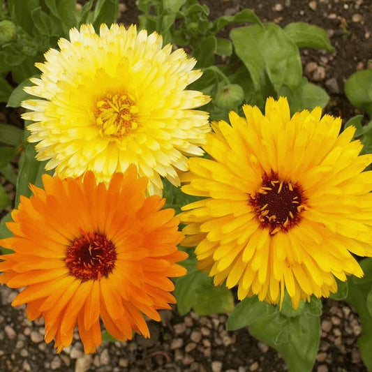 Calendula (گل اشرفی) – 30+ Seeds