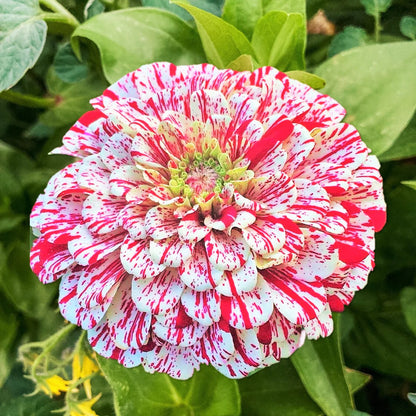 Zinnia (Candy Stripe) Mix – 20+ Seeds (SUMMER)