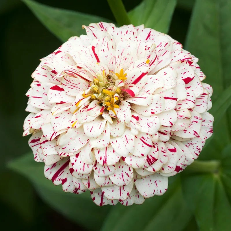 Zinnia (Candy Stripe) Mix – 20+ Seeds (SUMMER)