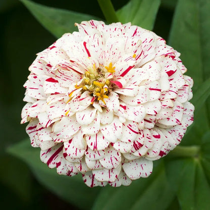 Zinnia (Candy Stripe) Mix – 20+ Seeds (SUMMER)