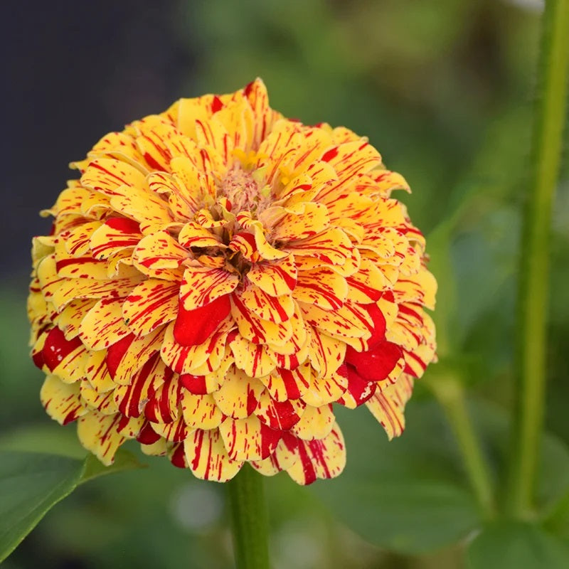 Zinnia (Candy Stripe) Mix – 20+ Seeds (SUMMER)